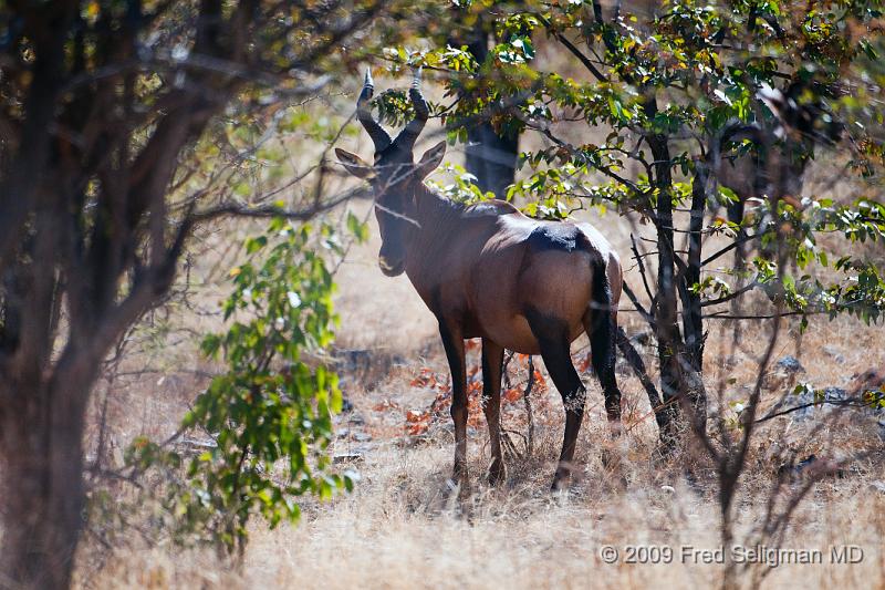 20090611_105209 D300 X1.jpg - The Tsessebe is a type of antelope seen at Etosha National Park, Namibia